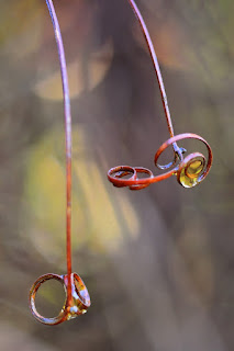Tendril swirls with dew drops on bokeh background