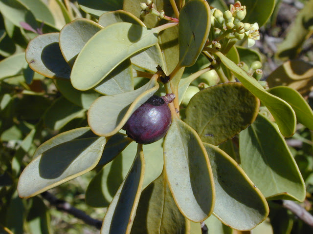 Santalum ellipticum