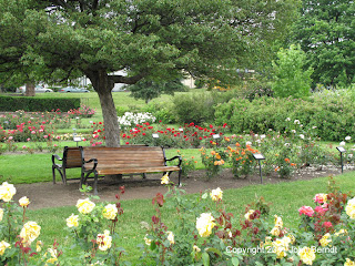 Maplewood Rose Garden - June 17, 2009 1149 AM