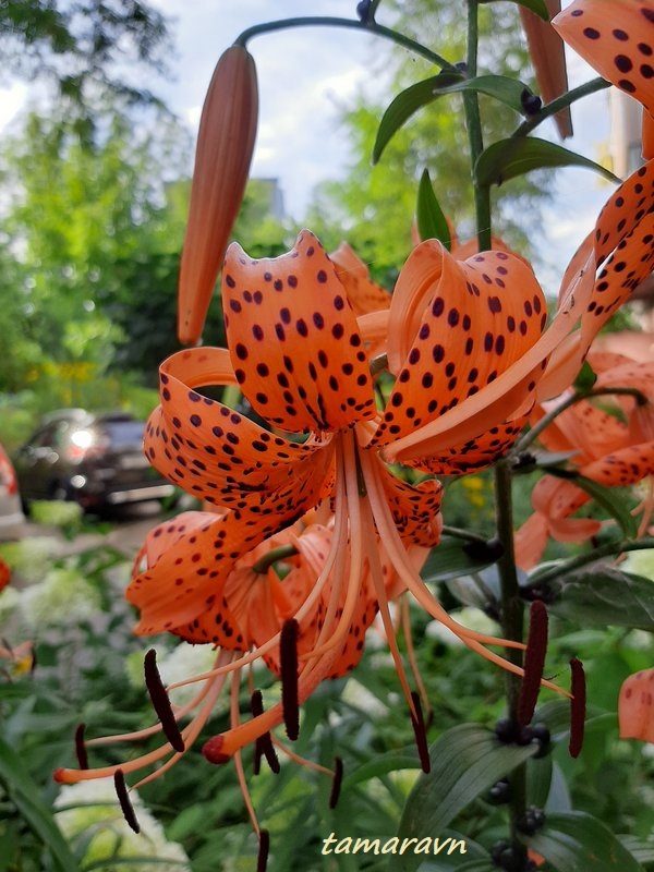 Лилия ланцетолистная / Лилия тигровая (Lilium lancifolium, =Lilium tigrinum)