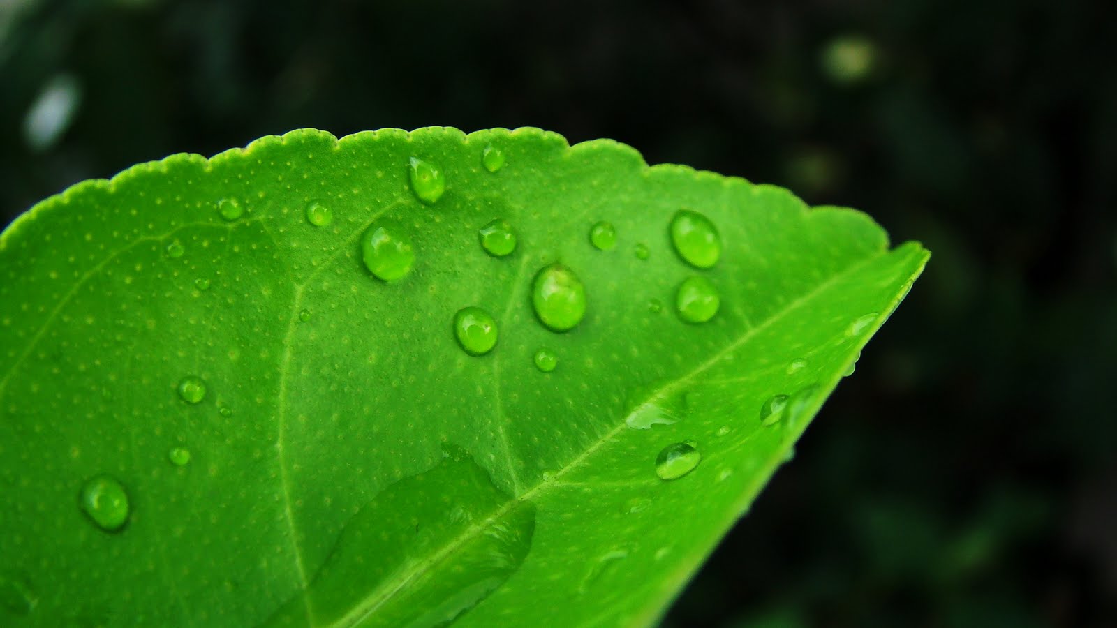 Raindrop Leaves Wallpaper