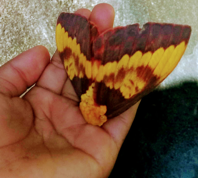 A mariposa da espécie Citheronia laocoon tem como principais características o corpo de cor amarela e listras vermelhas ao longo do dorso em cada segmento abdominal. As asas são de coloração marrom com manchas amarelas.Medem cerca de 100 mm de envergadura.