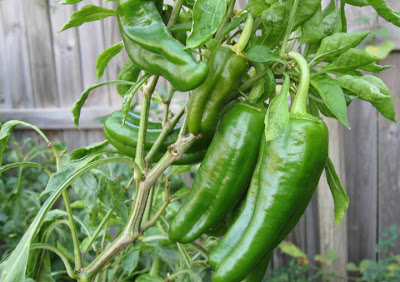 Spanish Spice peppers