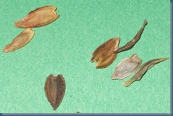 Zinnia Seeds - small