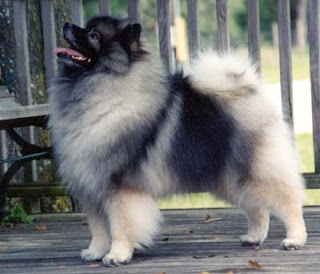 keeshond puppy pets dog animal deutscher wolfsspitz