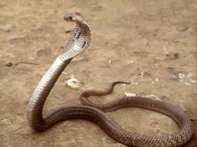 The King Cobra (Ophiophagus hannah) is the world's longest and largest