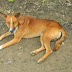 Stray Street Dog