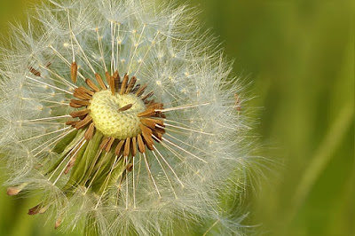 The Benefits Of Dandelion