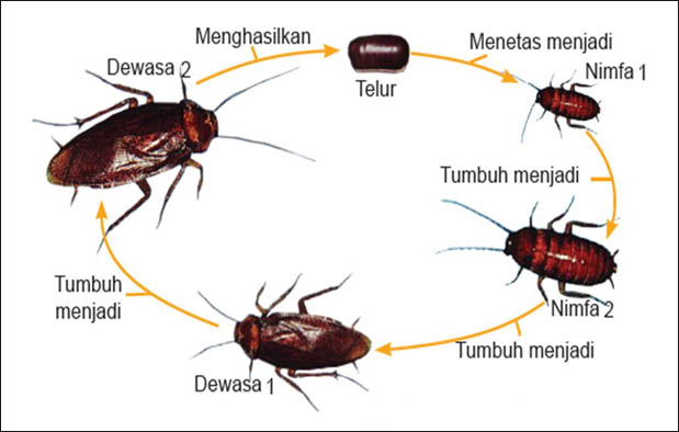 Metamorfosis Kecoa Urutan Proses Tahapan Gambar dan 