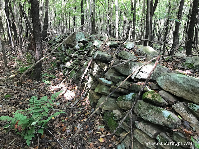 Old stone wall along the North Country Trail through Pennsylvania State Game Lands 95.