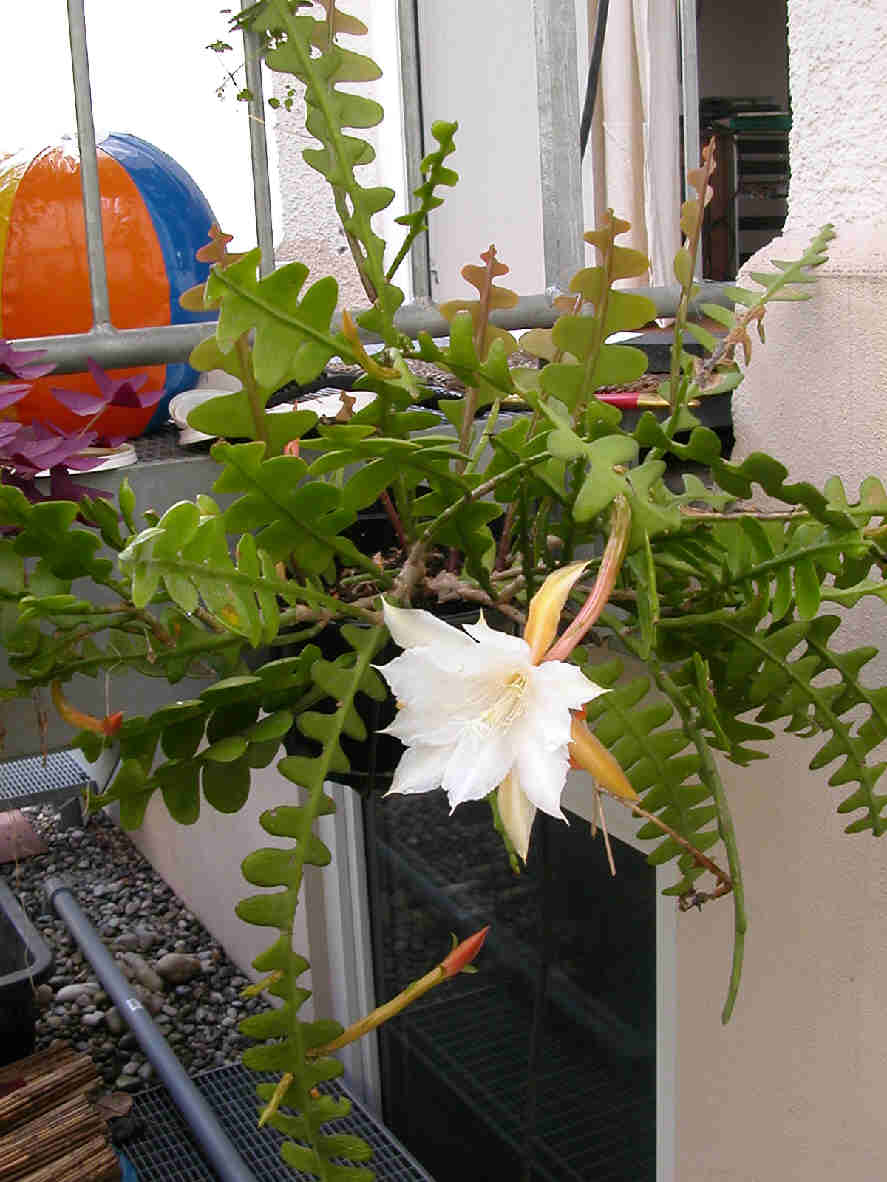  gambar  bunga wijayakusuma Indonesiadalamtulisan 