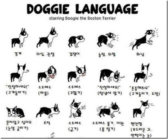 狗狗的30種身體語言