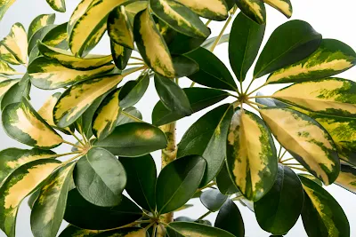 planta Cheflera