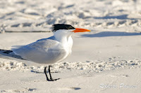 Royal Tern – Grayton State Park, FL – Mar. 28, 2018 – Roberta Palmer