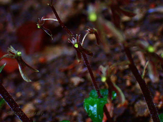 Neottia japonica