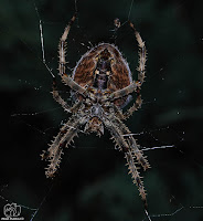 Araña de jardín europea o araña de la cruz (Araneus diadematus) 