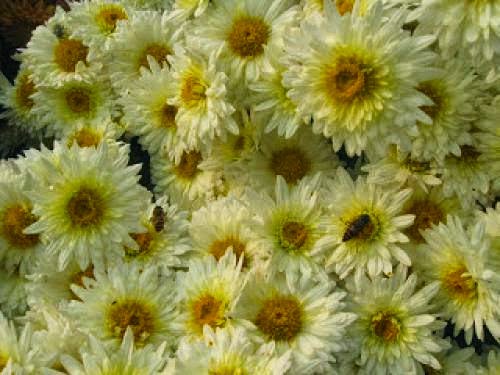 Chrysanthemum Magick