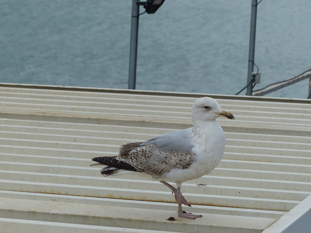 Brighton Pier