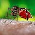 Prefeitura de São Paulo usará tendas para atendimento emergencial da dengue