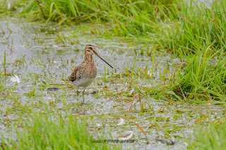 Wildlifefotografie Bekassine Olaf Kerber