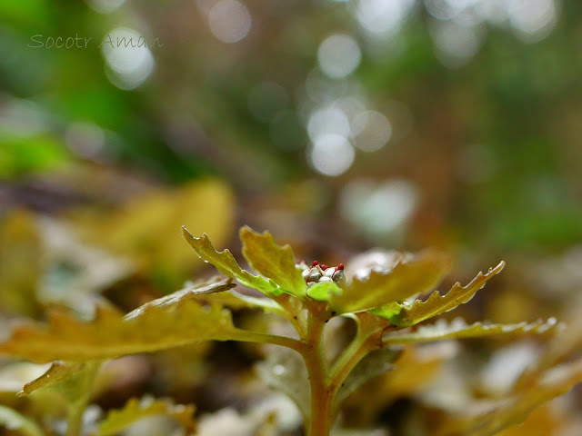 Chrysosplenium grayanum