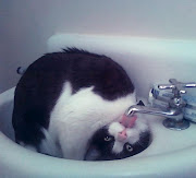 Cats and Sinks: The latest cat meme. For cats. Posted by Melanie (upside down sink cat)