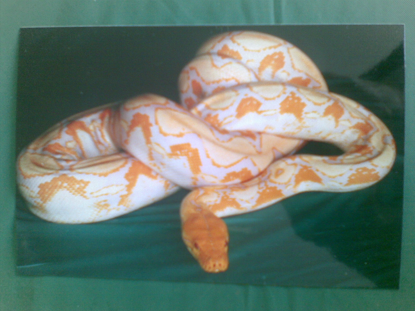 ular: RETIC LAVENDER ALBINO