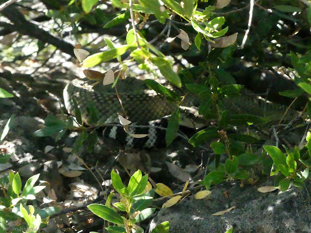 pattern under the bushes