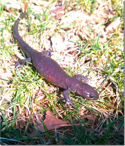 Lizzard