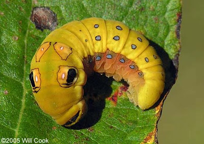 Spicebush Swallowtail Caterpillar Seen On www.coolpicturegallery.net