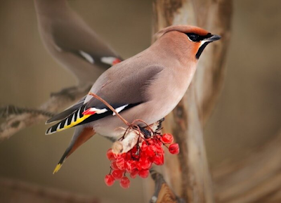 Waxwing