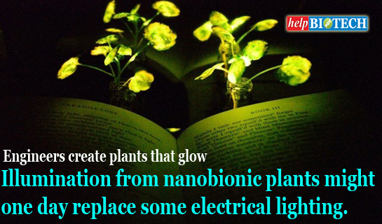 Engineers create plants that glow : Illumination from nanobionic plants might one day replace some electrical lighting.