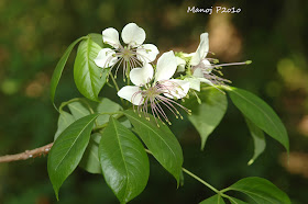 Cratava religiousa - Larva Host Plant of Chocolate Albatross Butterfly - Appias lyncida