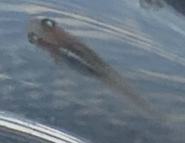 深海(しんかい)メダカ 稚魚 ５２日目