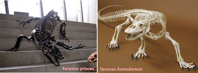 Varanus priscus & Varanus komodoensis