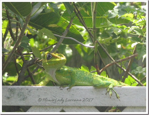 04-21-green-lizard