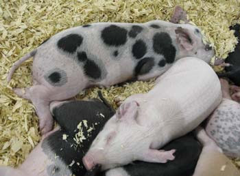 sleeping piglets MCU