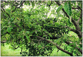 Mistletoe growing on apple tree