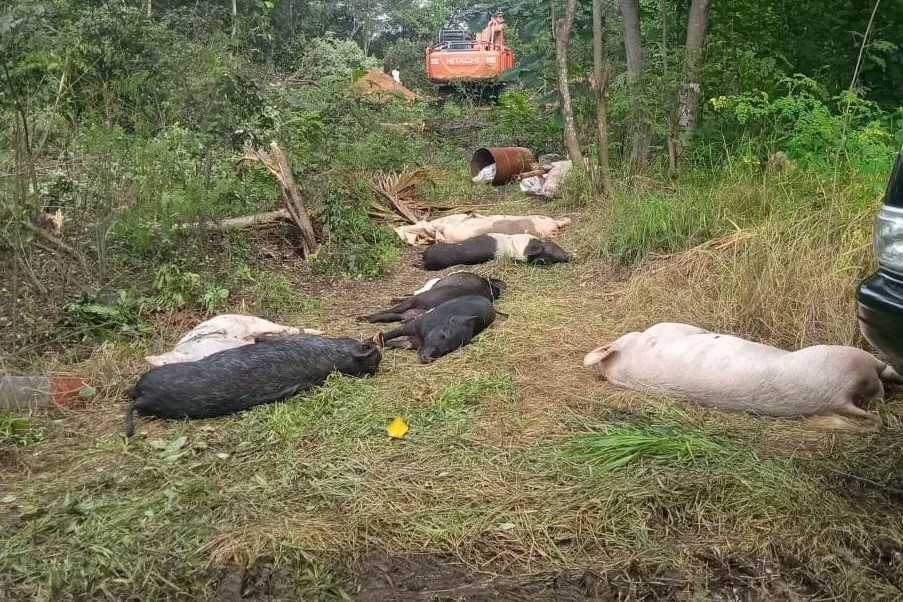 Virus ASF Mewabah di Manggarai dan Mabar Ternak Babi Mati Mendadak