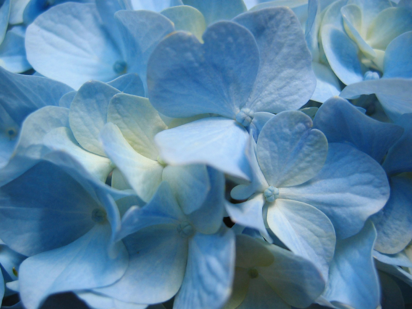 Blue Hydrangea Flowers