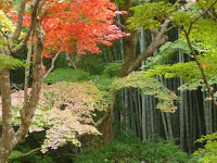 真っ赤なモミジと青竹