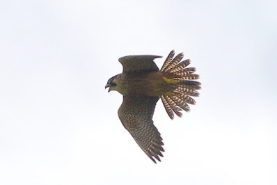 Peregrine Falcon (Shaheen)