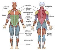 Body Muscles