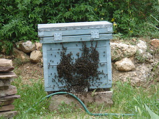 enjambre de abejas en colmena natural