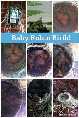 baby robin birth
