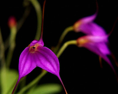 Masdevallia hymenantha care and culture