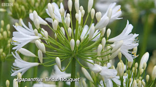 Agapanthus