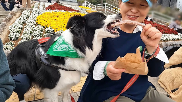 保護犬 ボーダーコリー トーマ St. Patrick's Day