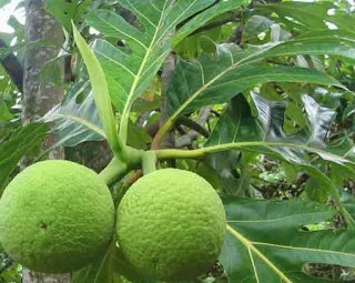 Medical Benefits Breadfruit