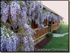 Wisteria